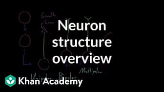 Muscular-skeletal system physiology | NCLEX-RN | Khan Academy