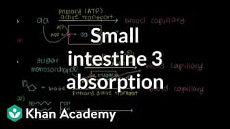 Gastrointestinal system physiology | NCLEX-RN | Khan Academy