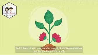 GRADE 9 BIOLOGY: Aerobic Respiration in Plants