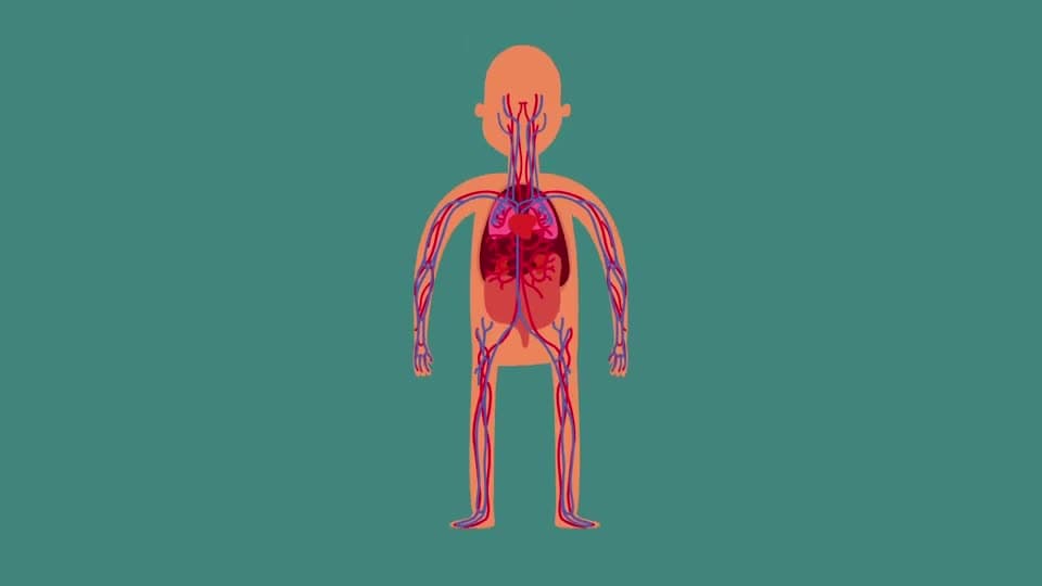 S3E10 The Circulatory System