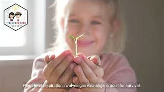 Grade 9 Biology: Respiration in Plants