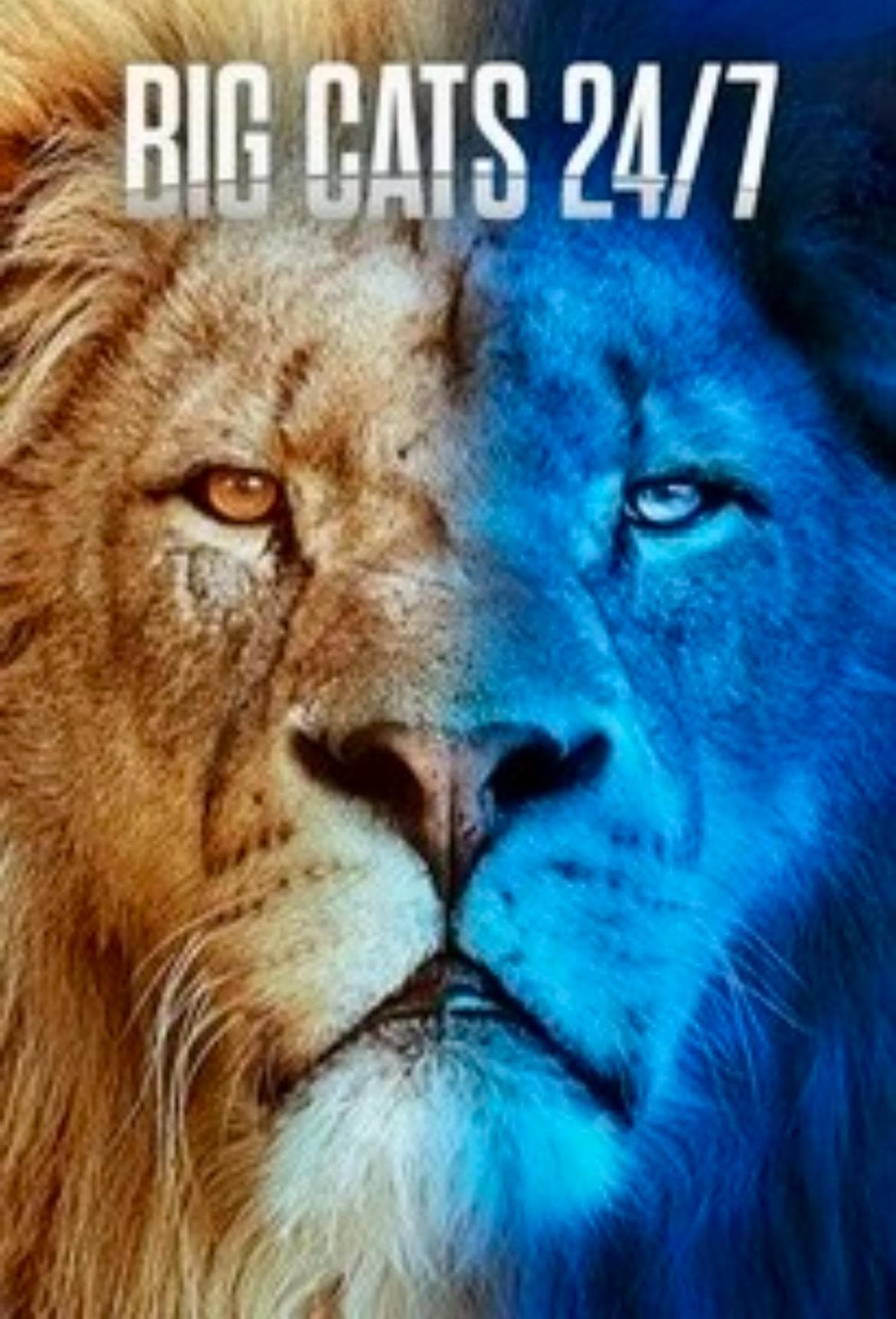 Big Cats 24/7 S1-S2