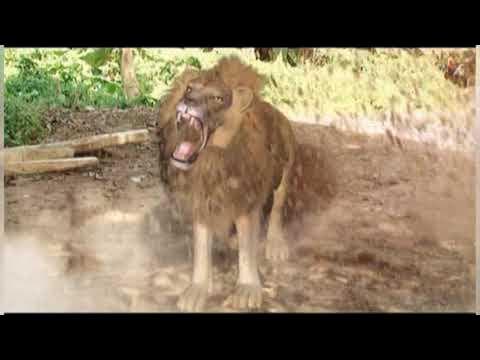 the great lion