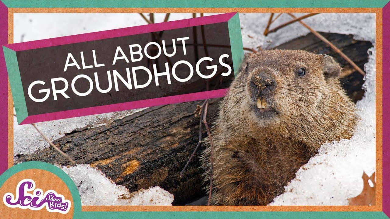 Groundhogs and Other Rad Rodents! | SciShow Kids